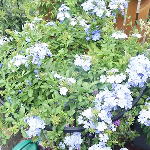 Miniatura 3 de Enrejado de plantas de interior  Enrejado en forma de paraguas para plantas trepadoras  Enrejado de jardín interior, enrejado de jardín, estaca de