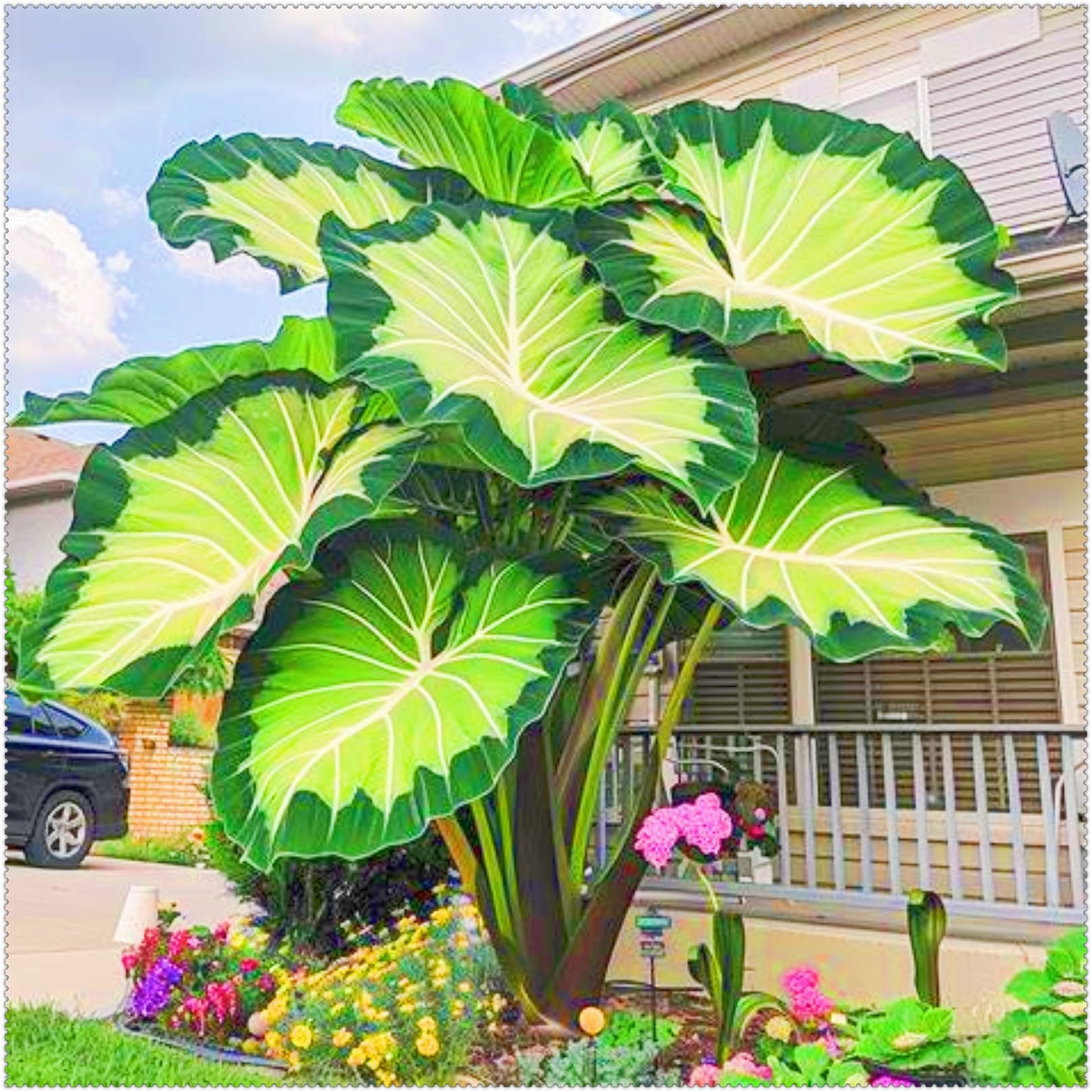 Elephant Ear Plant Ornamental Flowers/Plant Bulbs/Hardy Perennial/Wedding Flowers-10bulbs-e