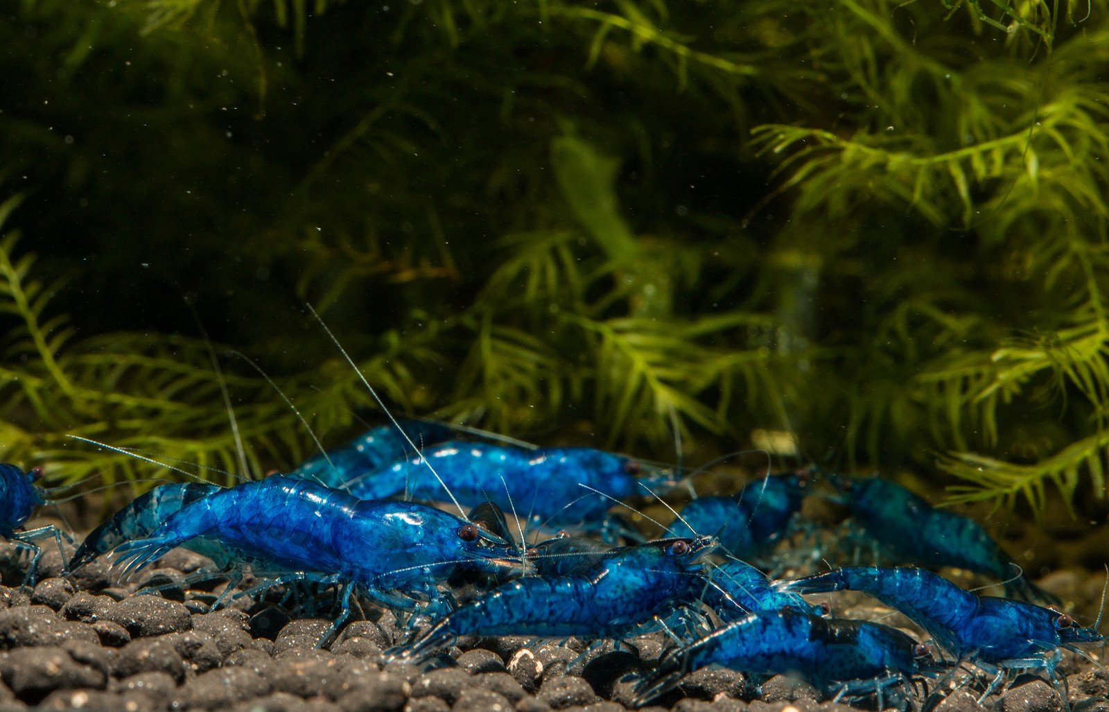 Blue Diamond Zwerggarnele (DNZ), 10 Stück