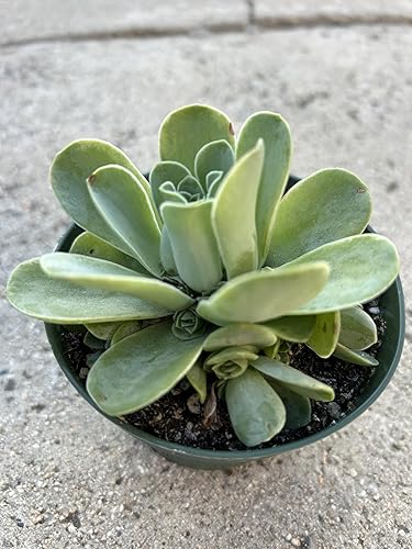 Miniatura 3 de Planta suculenta Live Aeonium Dodrantale, Greenovia Dorantalis en maceta de 4 pulgadas, enraizada en el suelo, para decoración del hogar y la oficina