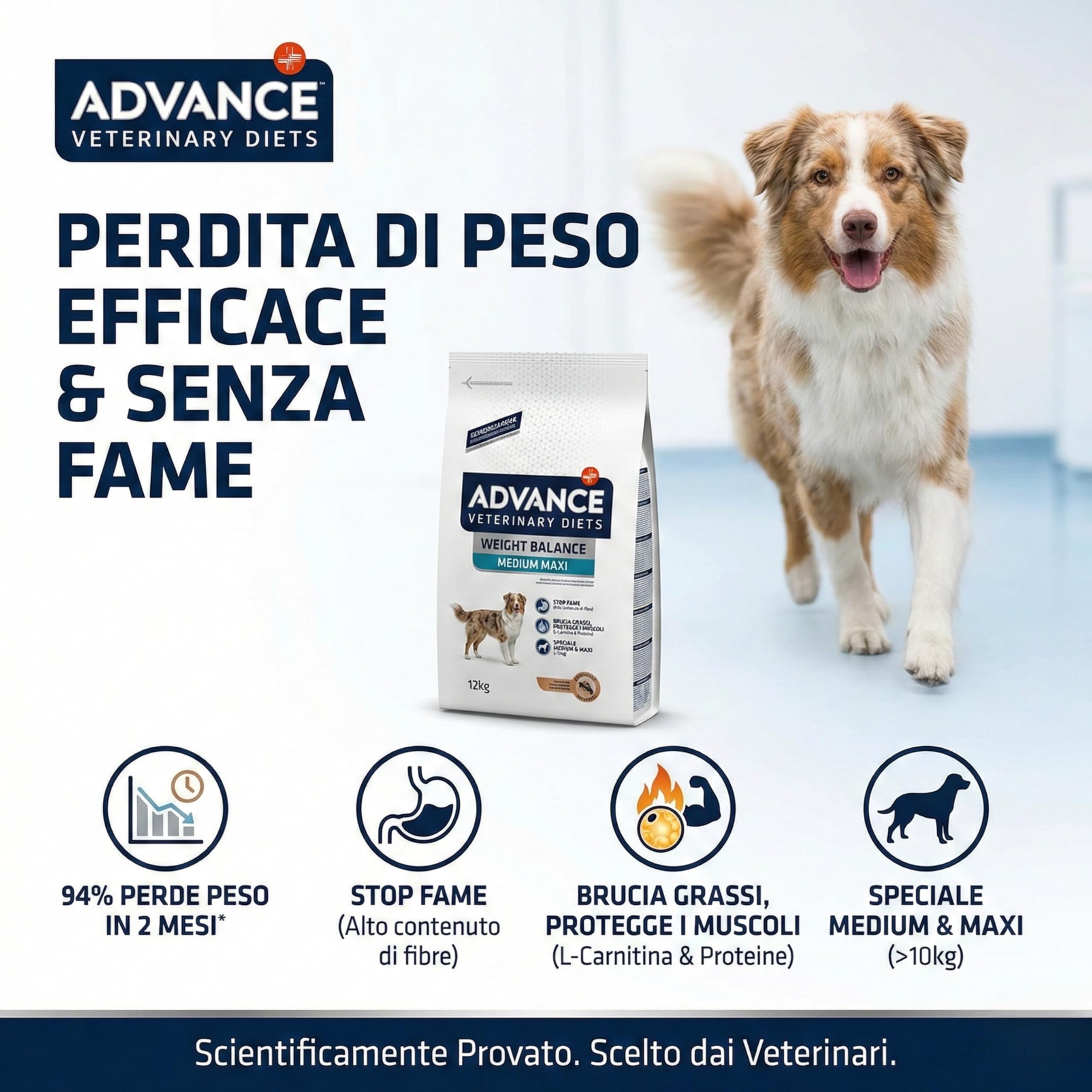 Advance Veterinary Diets Weight Balance Medium Maxi Crocchette Cane 12kg - Cibo Secco Dietetico per Perdita Peso e Obesità, Mangime Light Saziante Gusto Pollo, Mantiene Massa Muscolare, Adult