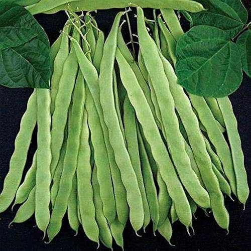 Miniatura 3 de Park Seed Colección 3 Sisters  Cultiva maíz, frijoles y calabaza juntos para apoyo mutuo, incluye maíz ambrosía, frijoles trepadores del Algarve y