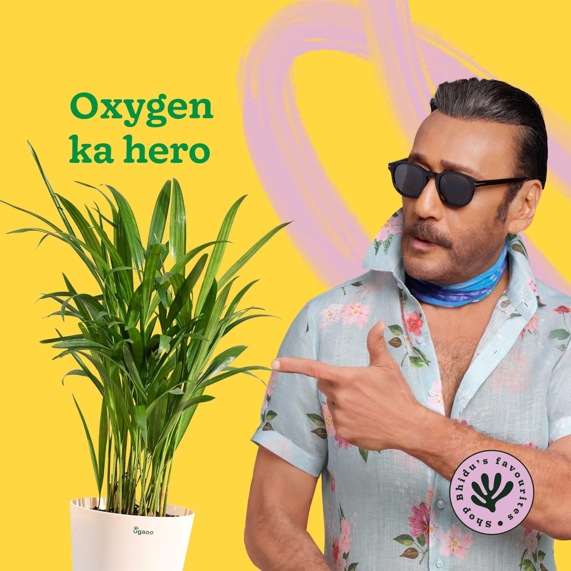 Ugaoo Areca Palm - Live Air Purifying Plant -2 Ugaoo Areca Palm - Live Air Purifying Plant -2