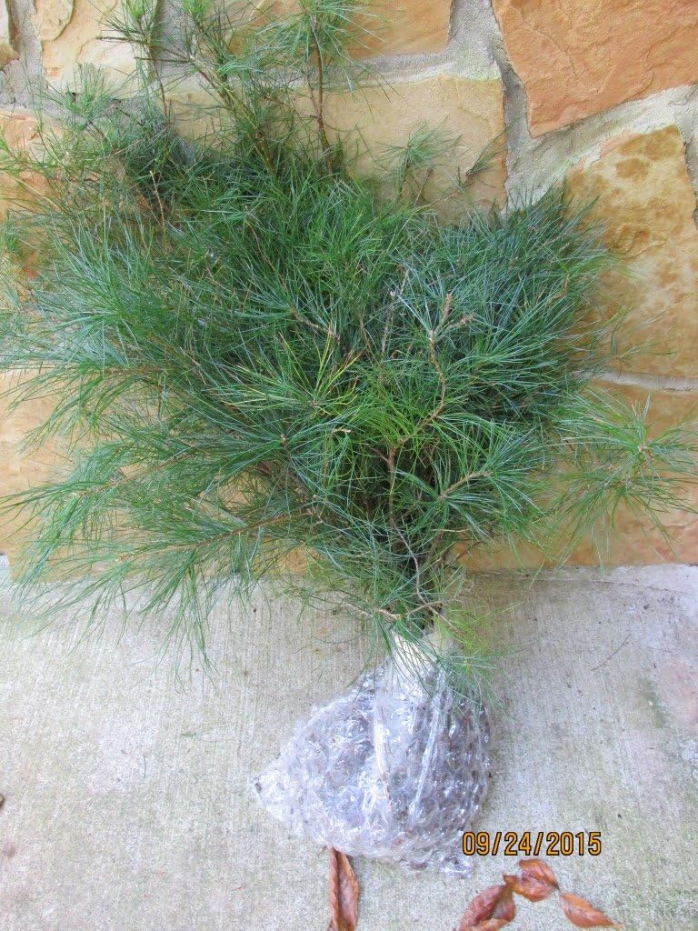 Landscape -12inch Tall White Pine Qty 18 Naturally sprouted, Rooted Starters