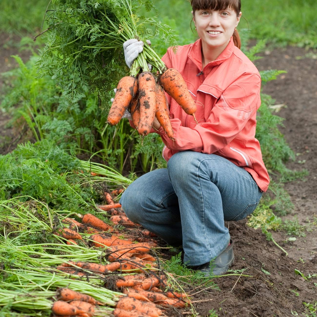 GROSEEDSVegetable Seeds, Carrot - Autumn King 2, V-CAR-07, 2000 Seeds Minimum Per Packet.