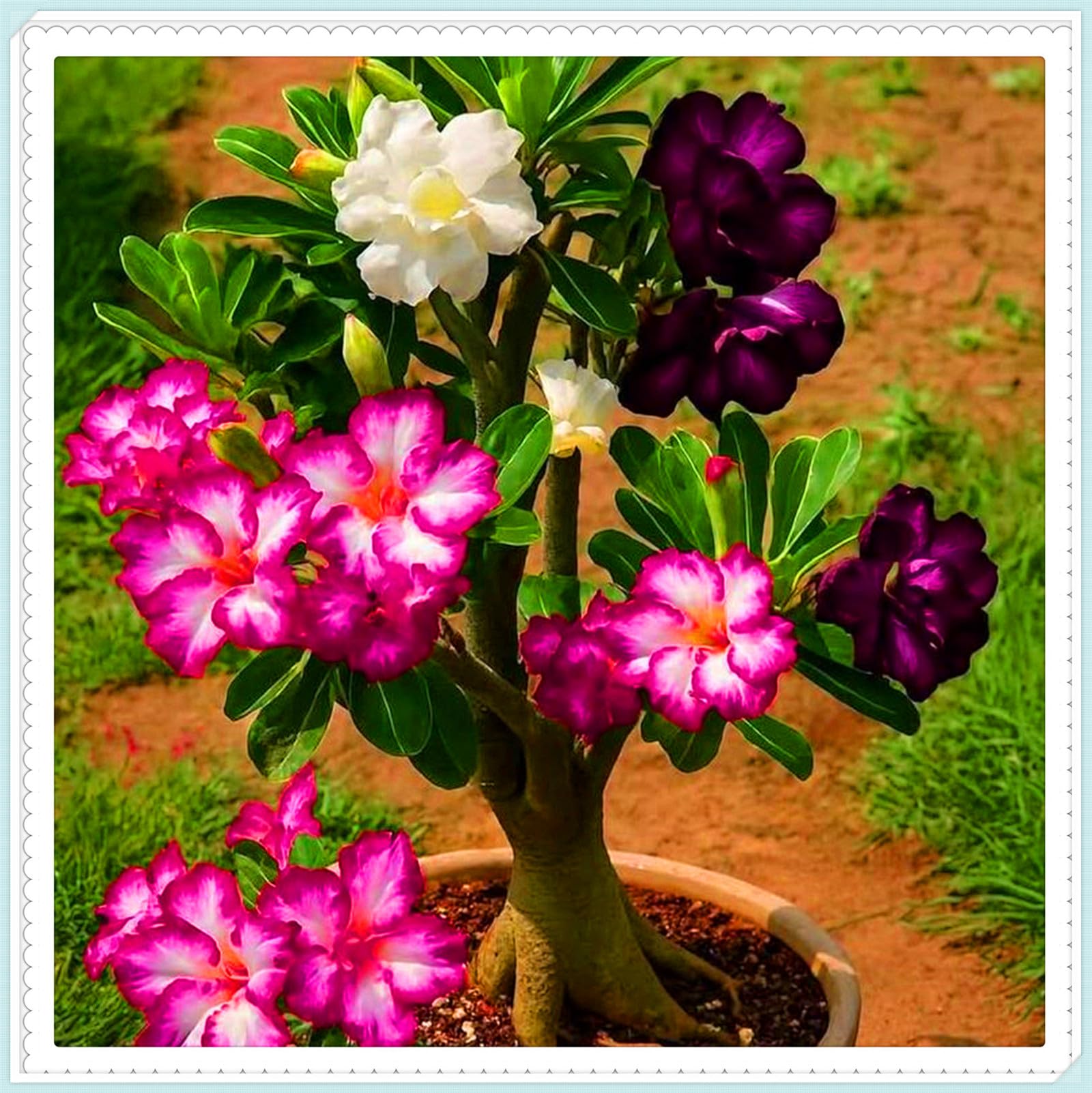 Drought-Tolerant Desert Rose Tubers & Perennial Plants, Cold Hardy Varieties Flowering All Year, Great for Planting and Beautiful Garden Displays-1bulbs-A