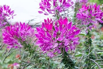 100 Violet Queen CLEOME Hassleriana Cleome Spinosa Purple Spider Flower Seeds