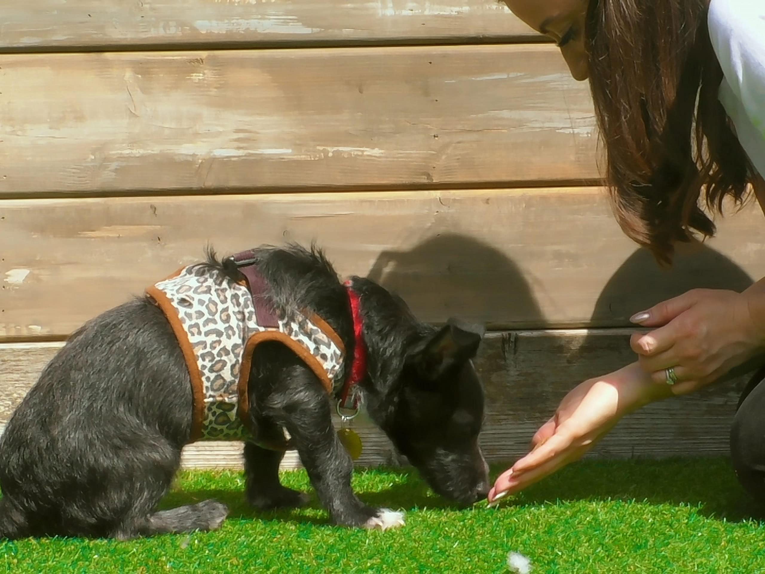 Watch The Dog House UK Season 1 Prime Video