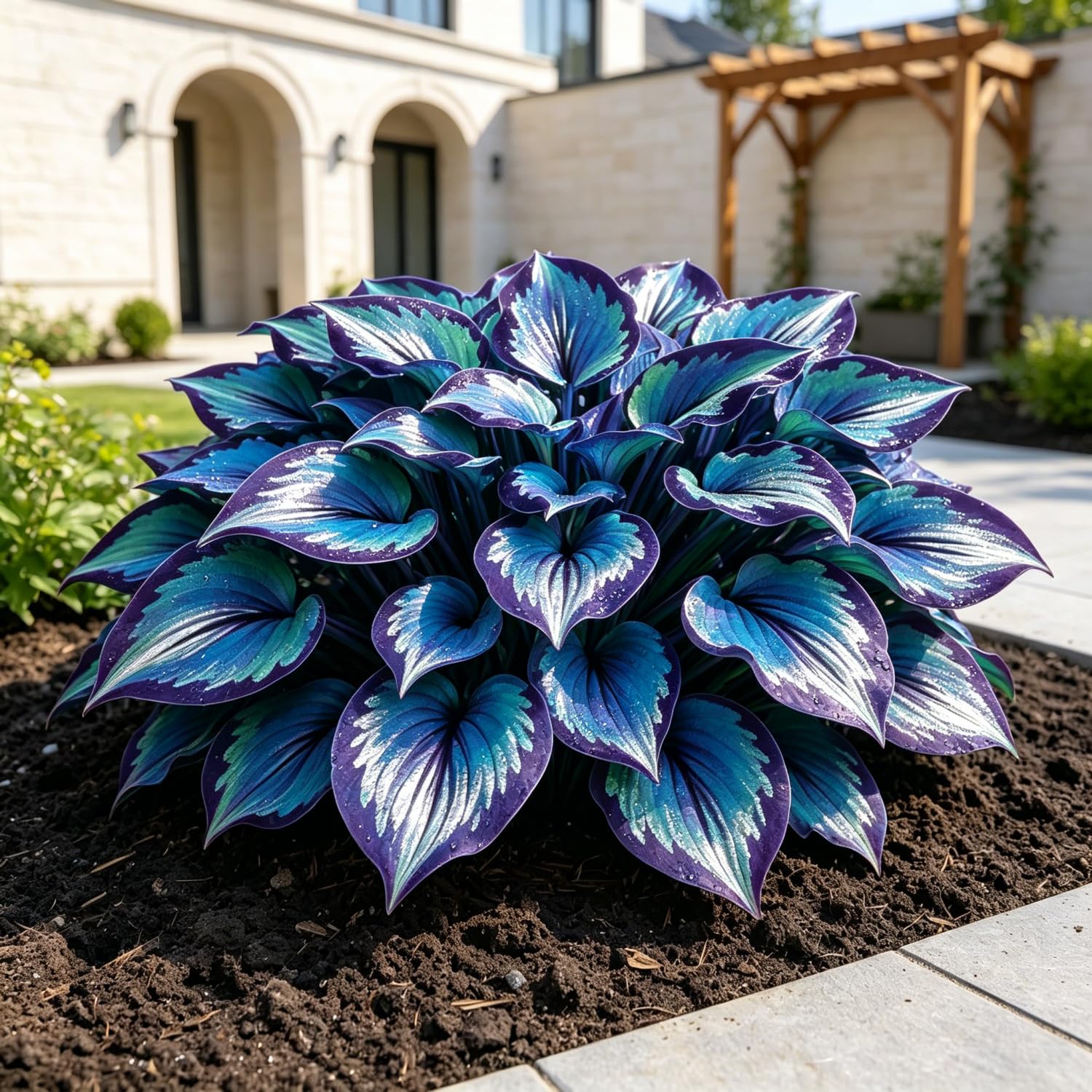 Hardy Hosta Bulbs for Current Planting UK,Stunning Display,Unique-8Bulbs-i