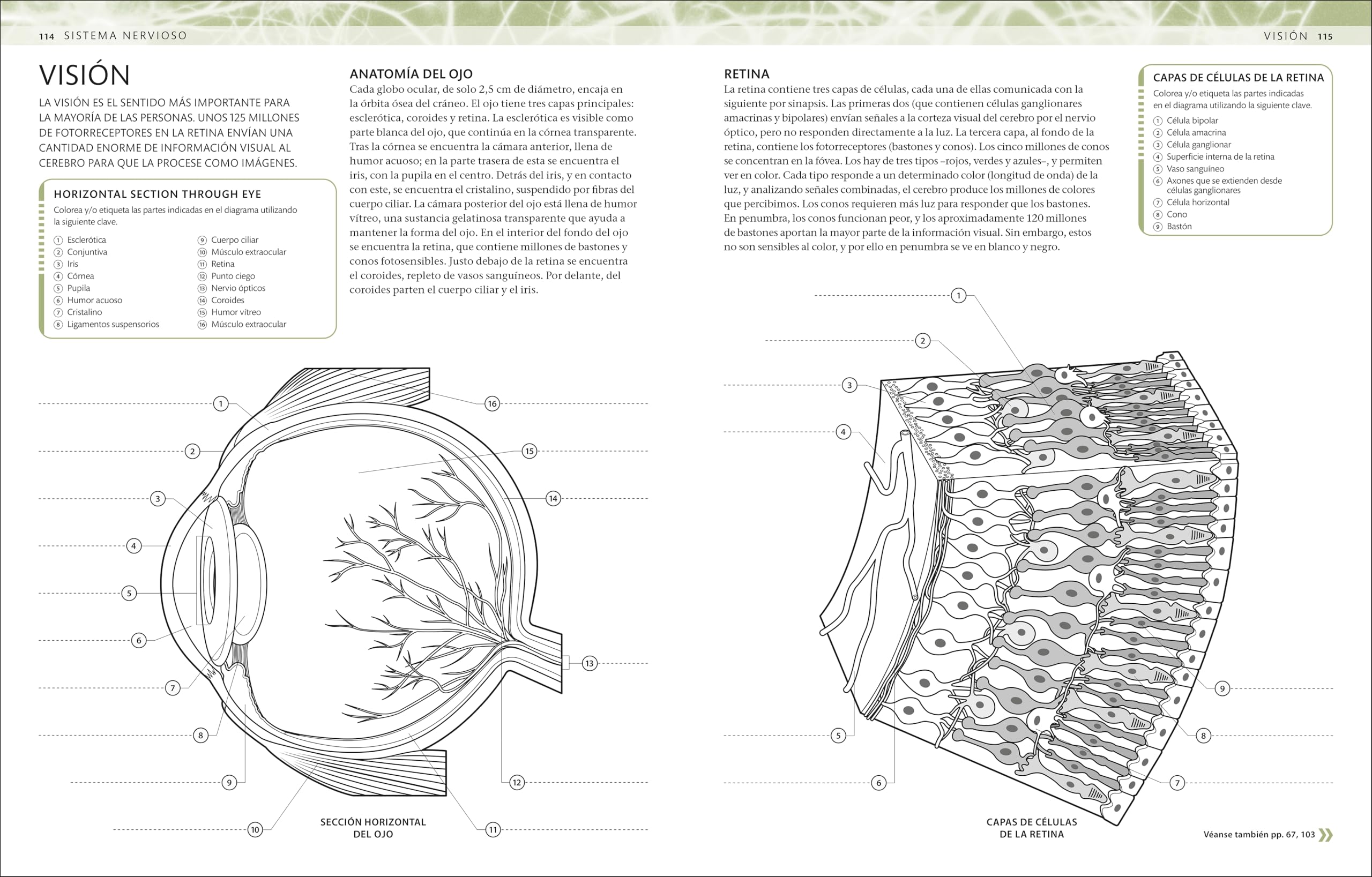 Atlas de anatomía para colorear: Guía de estudio
