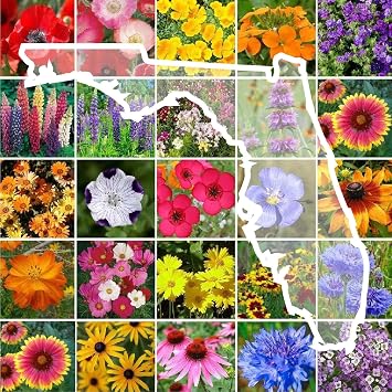 Eden Brothers Florida Wildflower بذور مختلطة للزراعة ، 1/4 رطل ، 120،000 + بذور مع زهرة الذرة ، الكون ، ديزي أفريقي | يجذب الملقحات ، نبات في الربيع أو الخريف ، مناطق 3 ، 4 ، 5, 6 ، 7 ، 8 ، 9 ، 10   