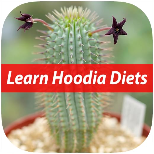 Facts of Hoodia Diet For Beginners