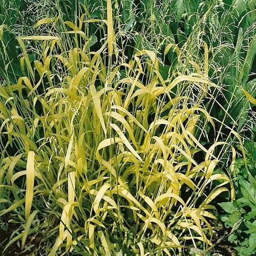 Miniatura 5 de outsidepride dorado Millet, Amarillo