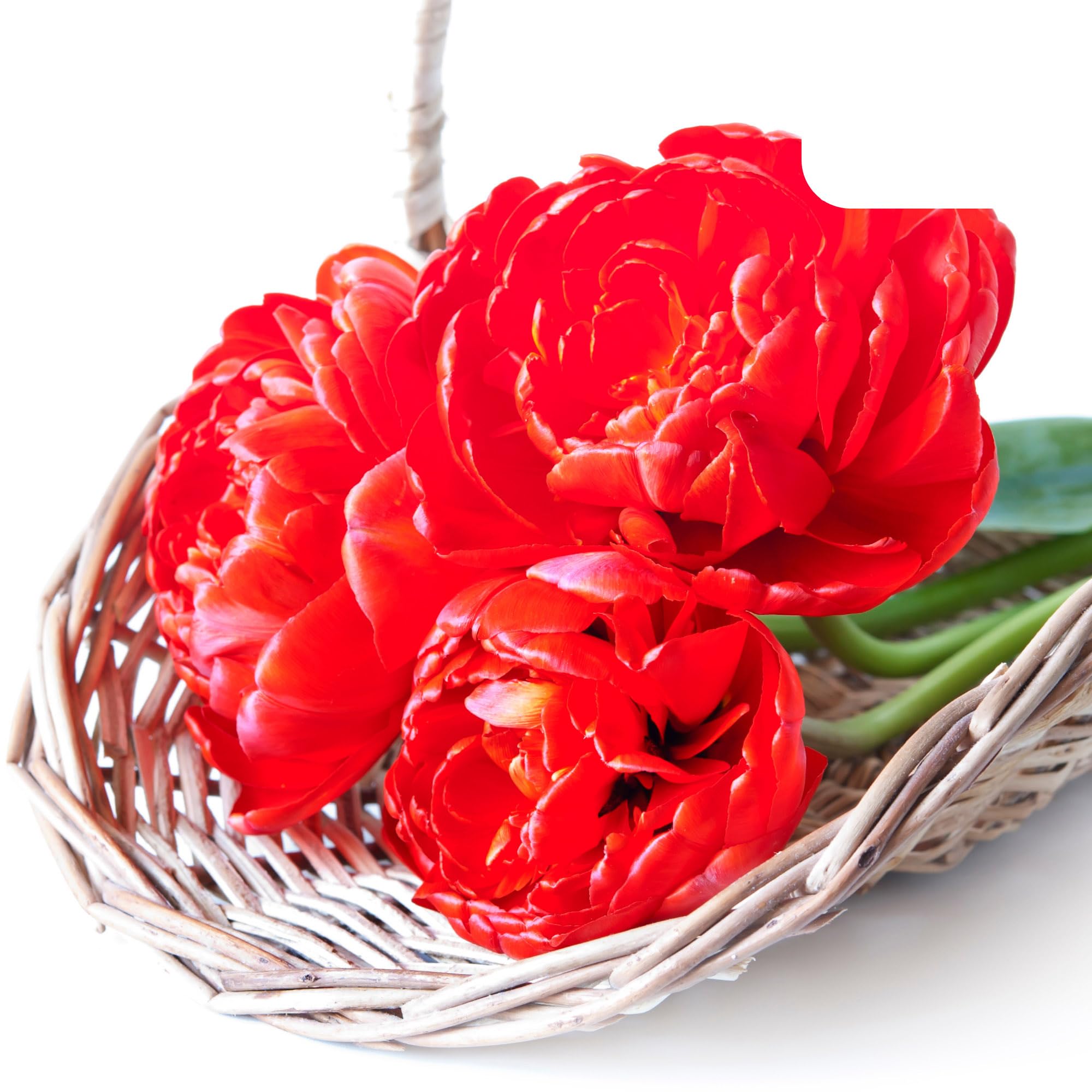 Bulbos de tulipán 'Bombastic Red' | 20 Piezas | Tulipán Peonía Roja - 30-50cm - Ø5cm - bulbo de flor - Planta de jardín