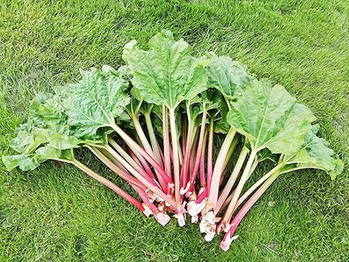 Miniatura 2 de Semillas de ruibarbo vegetal de reliquia rara para plantar semillas gigantes sin OMG 30