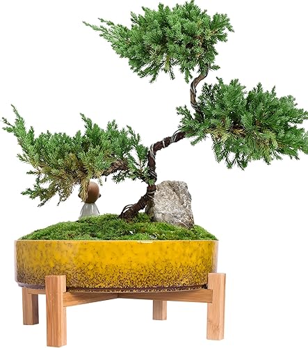 Miniatura 1 de ARTKETTY Macetas para suculentas macetas grandes de 11.5 pulgadas con drenaje poco profundo para suculentas, flores de cactus, macetas de cerámica