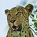 Kruger National Park Guide