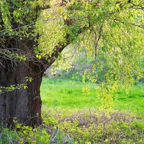 Image of Salix Fragilis/Crack Willow, 3-4ft Tall, One of Largest Native Willows 3fatpigs®