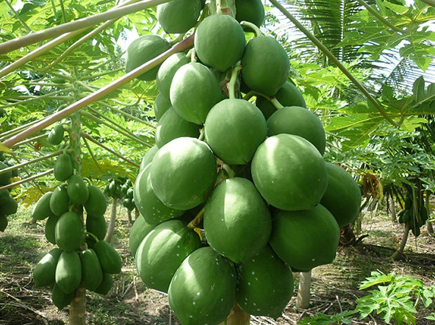 Creative Farmer Papaya Vegetable-Fruit-Hybrid Seeds-Dwarf Variety Plant - 50 Seeds (B07N56QHGY) Amazon Price History, Amazon Price Tracker
