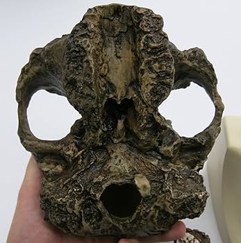 猿の頭蓋骨 猿の頭蓋骨