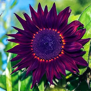 150+ Cherry Chocolate Sunflower Seeds 3 Packs - Exotic Sunflowers Seeds 3 Heirloom & Non-GMO - Sunflower Seeds for Plantin...