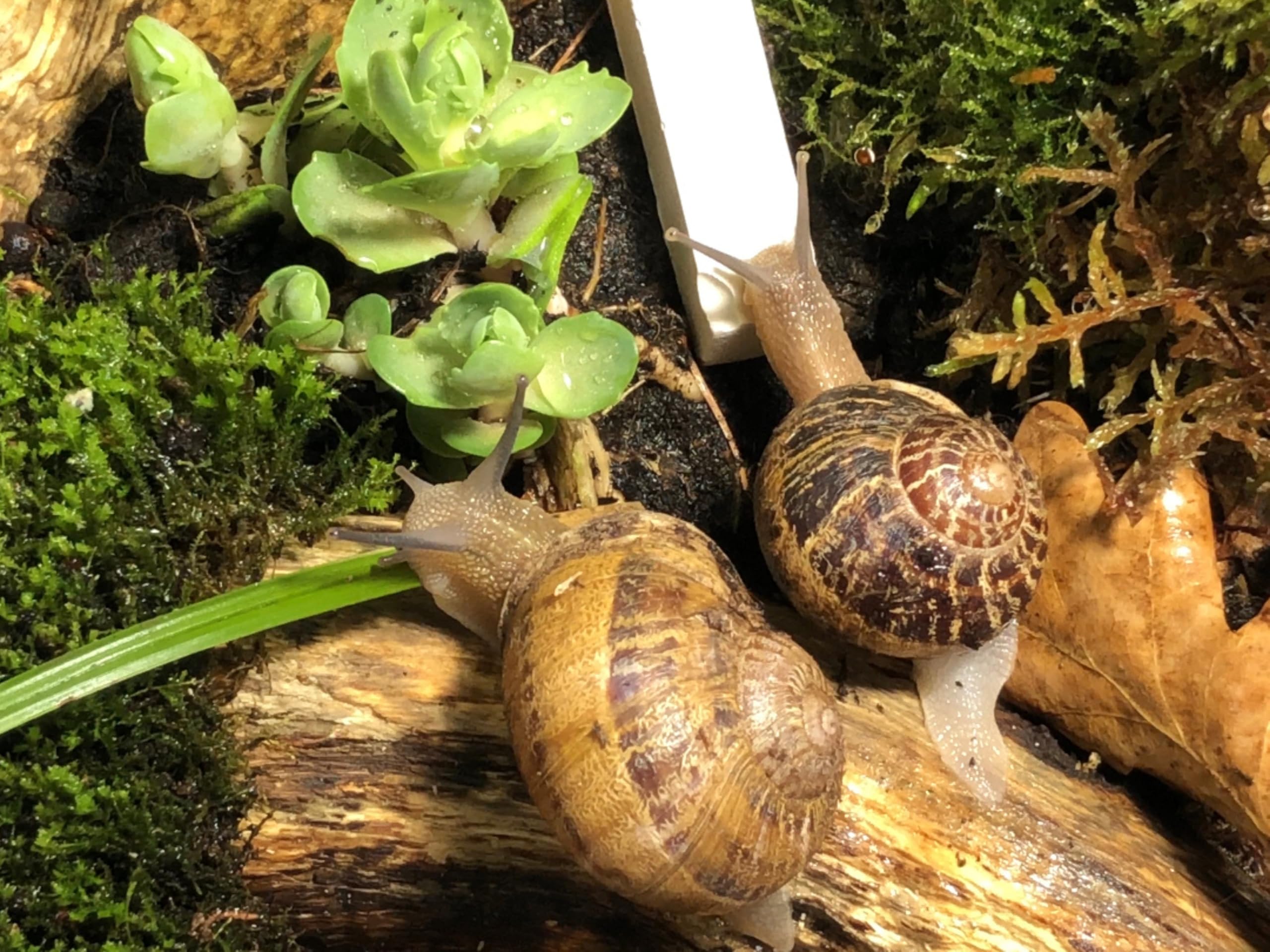 Terrarium Pro Kit - Das ultimative Schneckenpflege-Starterpaket für riesige afrikanische Landschnecken, Helix Aspersa, Helix Pomatia, Hainschnecken usw