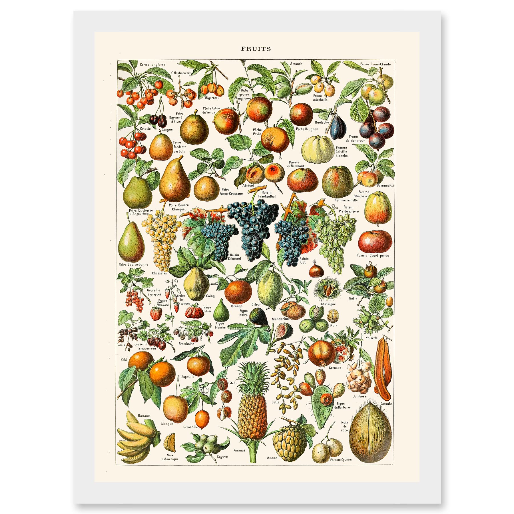 Artery8 Millot Encyclopedia vintage Fruit Grape Pineapple Nature Artwork Framed Wall Art Print A4