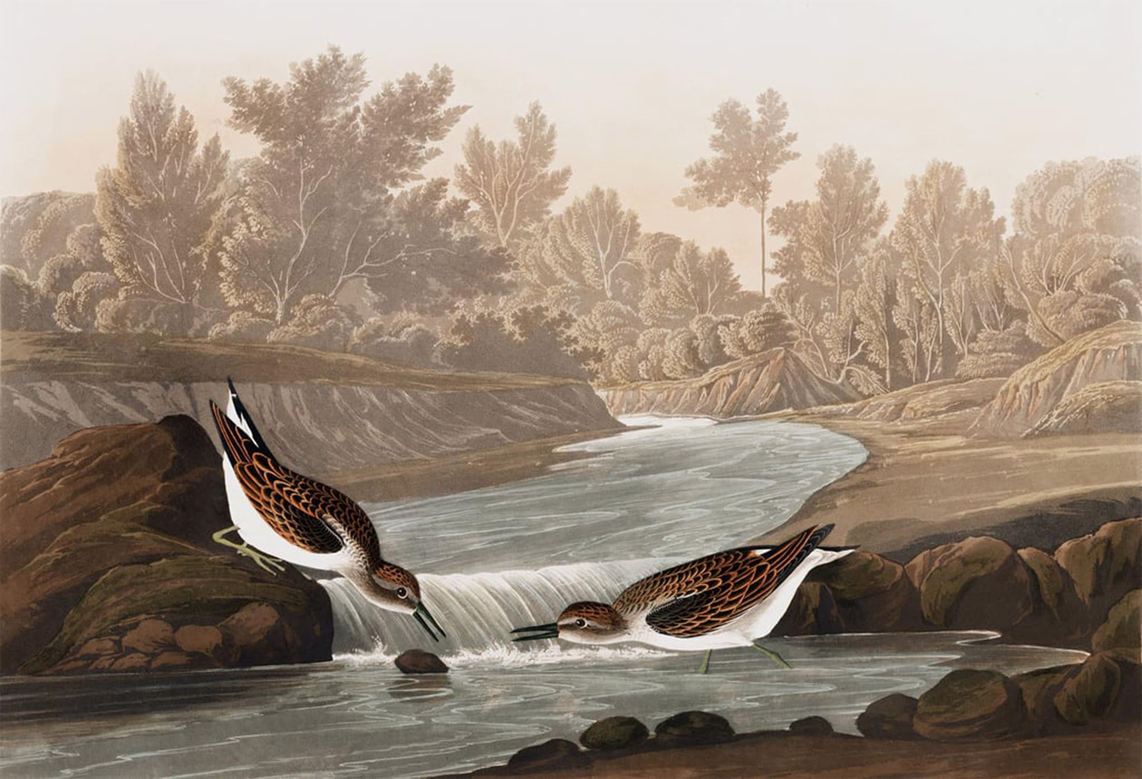 SERENDIPITP Vintage Picture Print on Canvas Wall Art Poster Little Sandpiper Tringa Pusilla by John Jamess Audubon Artwork Print Poster for Wall Decor 60x90cm