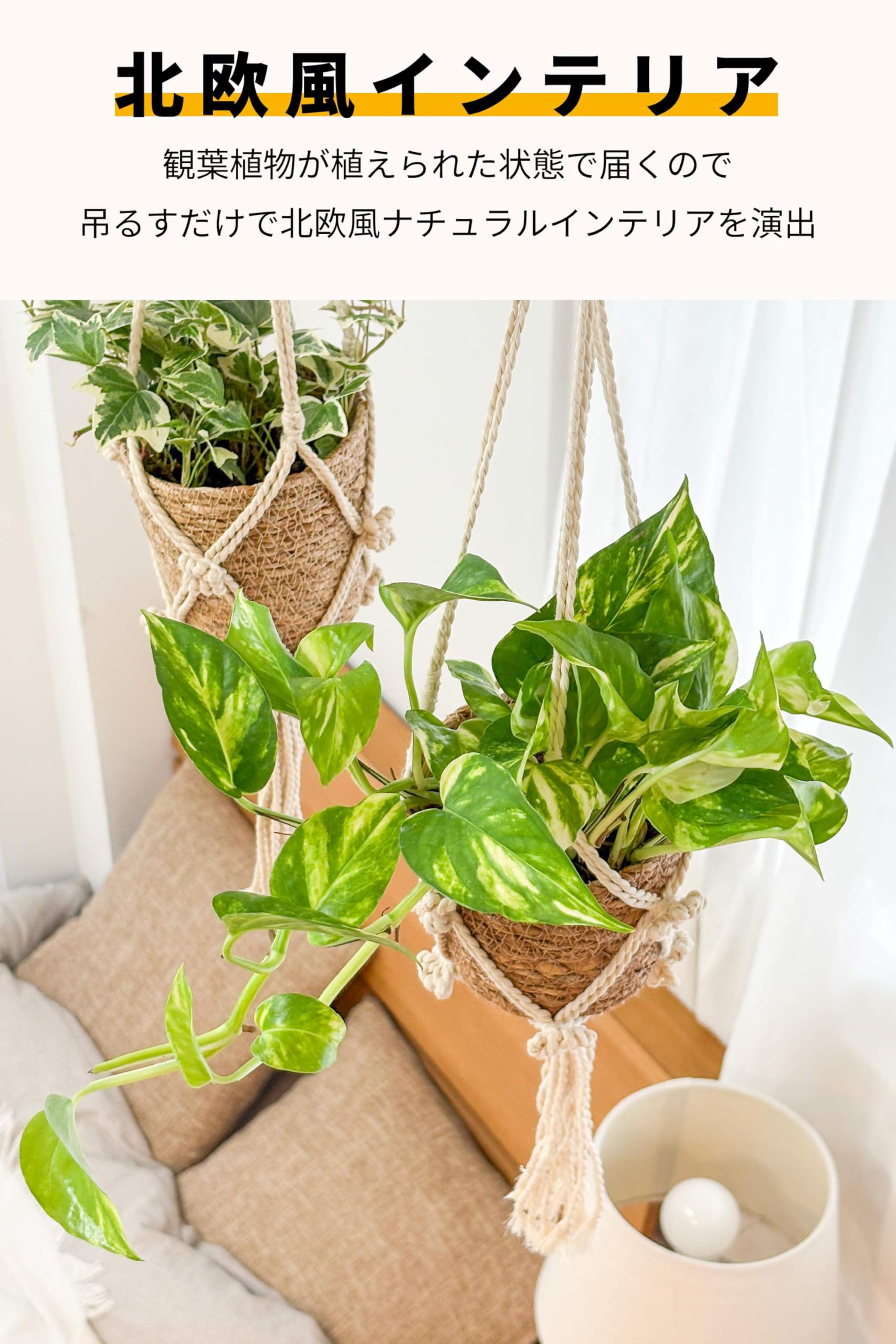 ポトスさん専用 Amazon｜[ miipas ] ポトス 観葉植物 本物 吊り下げ 吊るす 垂れ下がる