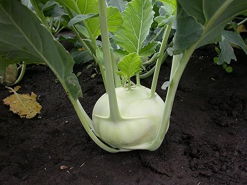 Miniatura 6 de Bienal Colinabo Gigante Col Verde No GMO Heirloom