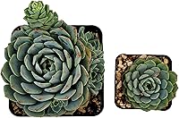 Vista 2 de Fat Plants San Diego Live Echeveria Planta Suculenta Híbrida, 4 pulgadas, Mínimo