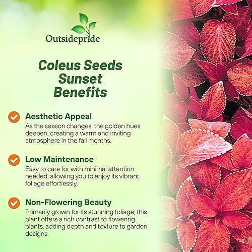 Miniatura 3 de Outsidepride 100 semillas anuales Coleus Wizard Puesta de sol Follaje Interior Casa Planta o Jardín Semillas de flores