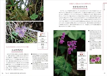 日本の絶滅危惧植物図譜 大型本（大型本） Amazon.co.jp: 日本の絶滅危惧植物図譜 : 日本植物画倶楽部: 本