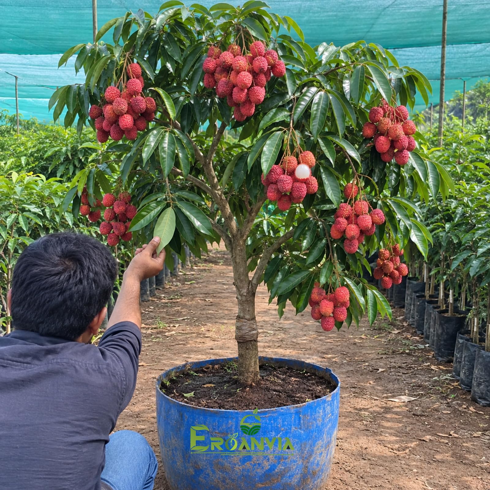 All Time Egg Fruit Plant - Live Grafted Tree -30