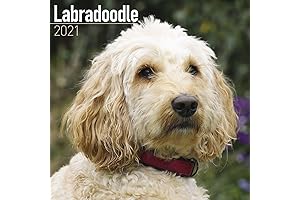 Goldendoodle Lovers' Calendar 2020