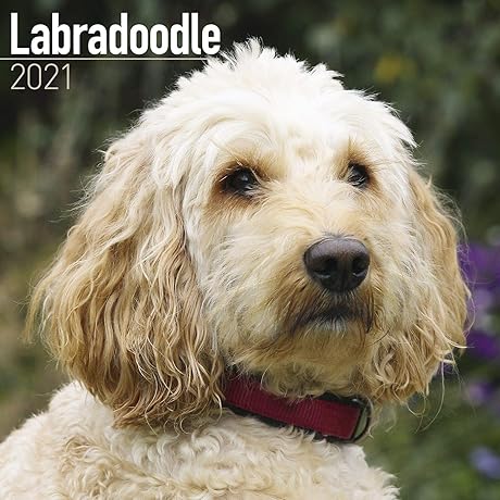 Goldendoodle Lovers' Calendar 2020