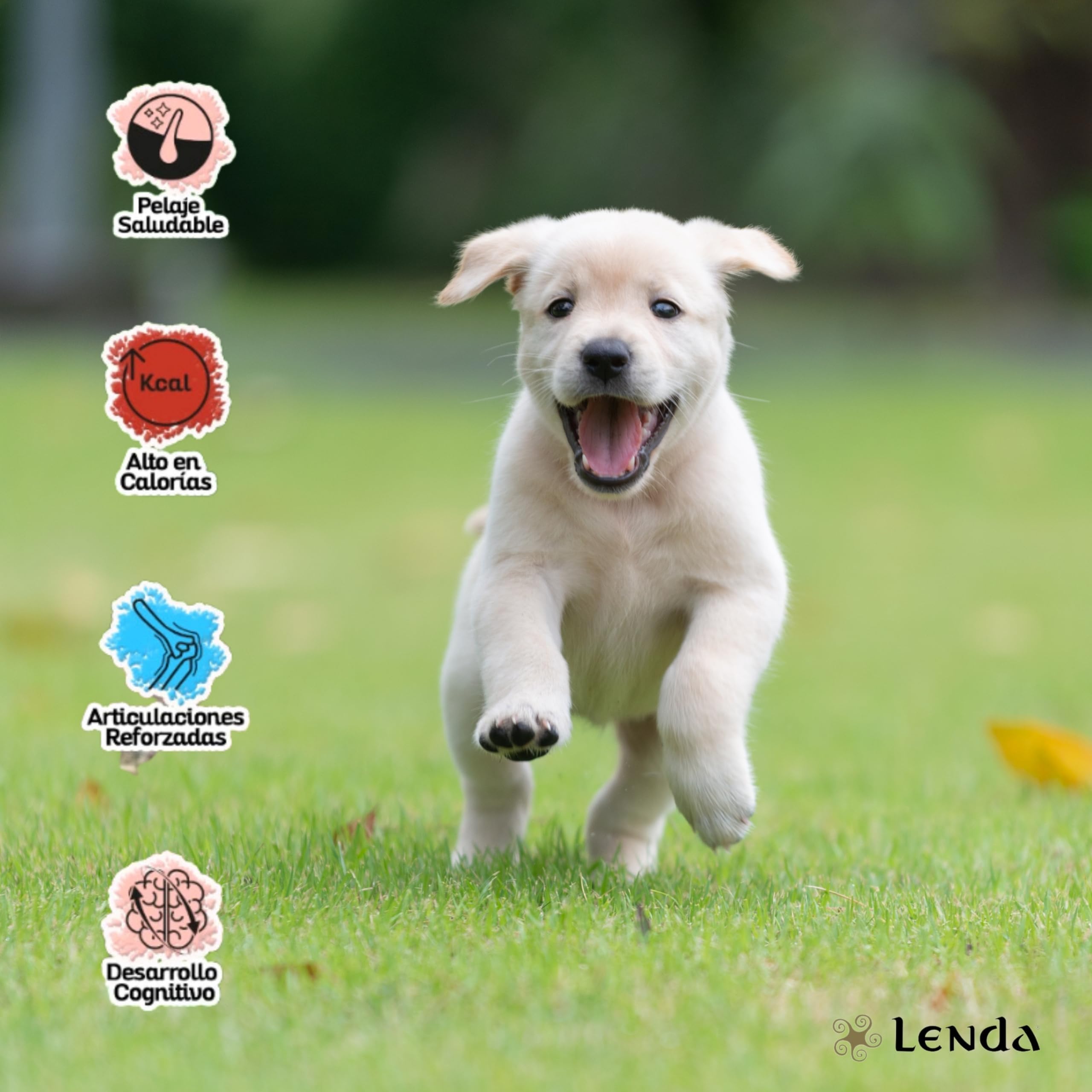 Lenda Puppy 12Kg - Pienso para Cachorros de Todas Las Razas - Pienso Hipoalergénico - Comida para Perros Bebés Rica en Pollo - Natural