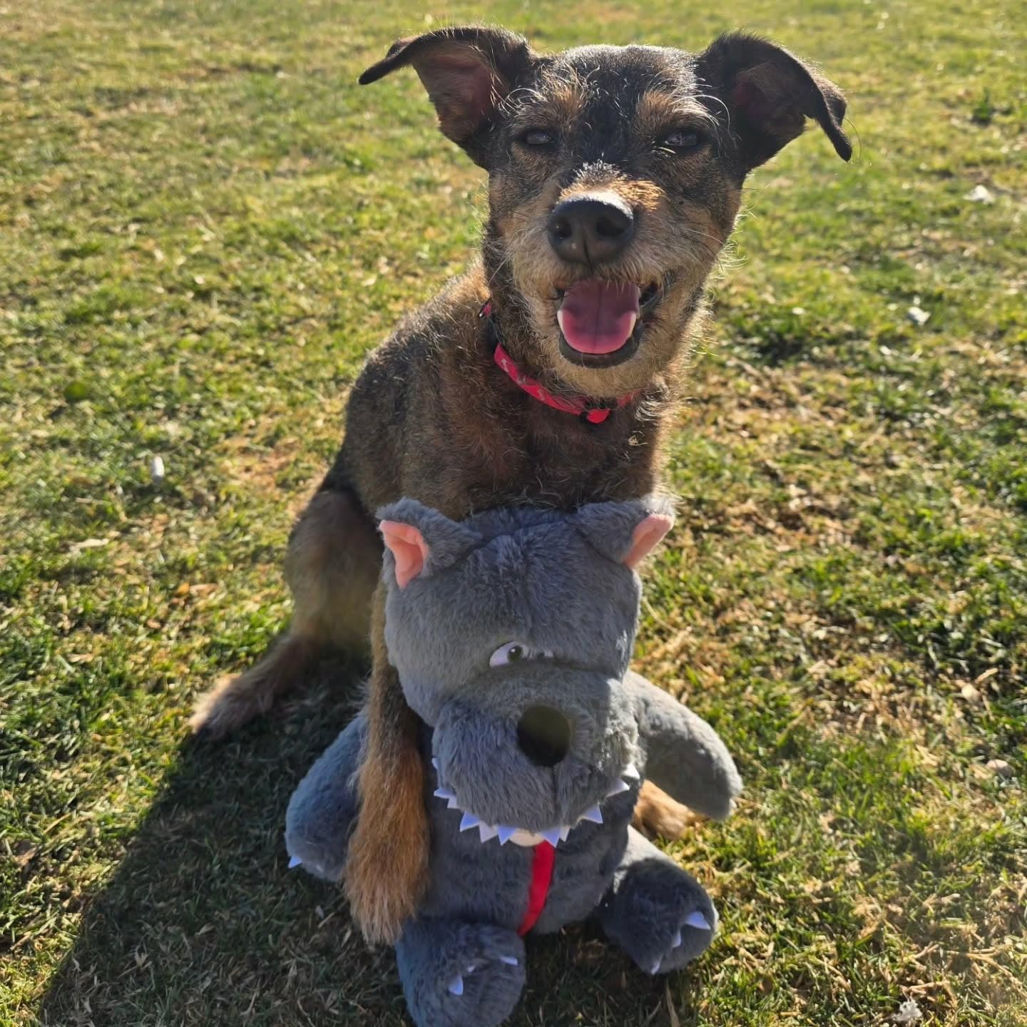 Nocciola Verstecken und Suchen Quietschendes Hundespielzeug, 6-in-1 Interaktives Welpenspielzeug, Puzzle Spielzeug um Hunde zu Beschäftigen, Plüsch-Kuscheltier für Kleine und Mittelgroße, Märchen
