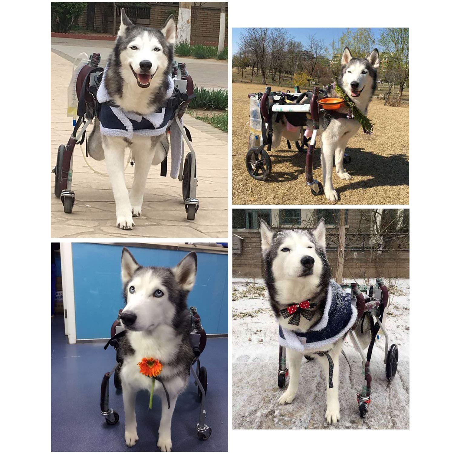 Amazon.co.jp: 4輪犬用車椅子：4本の手足を持つペットに適しています