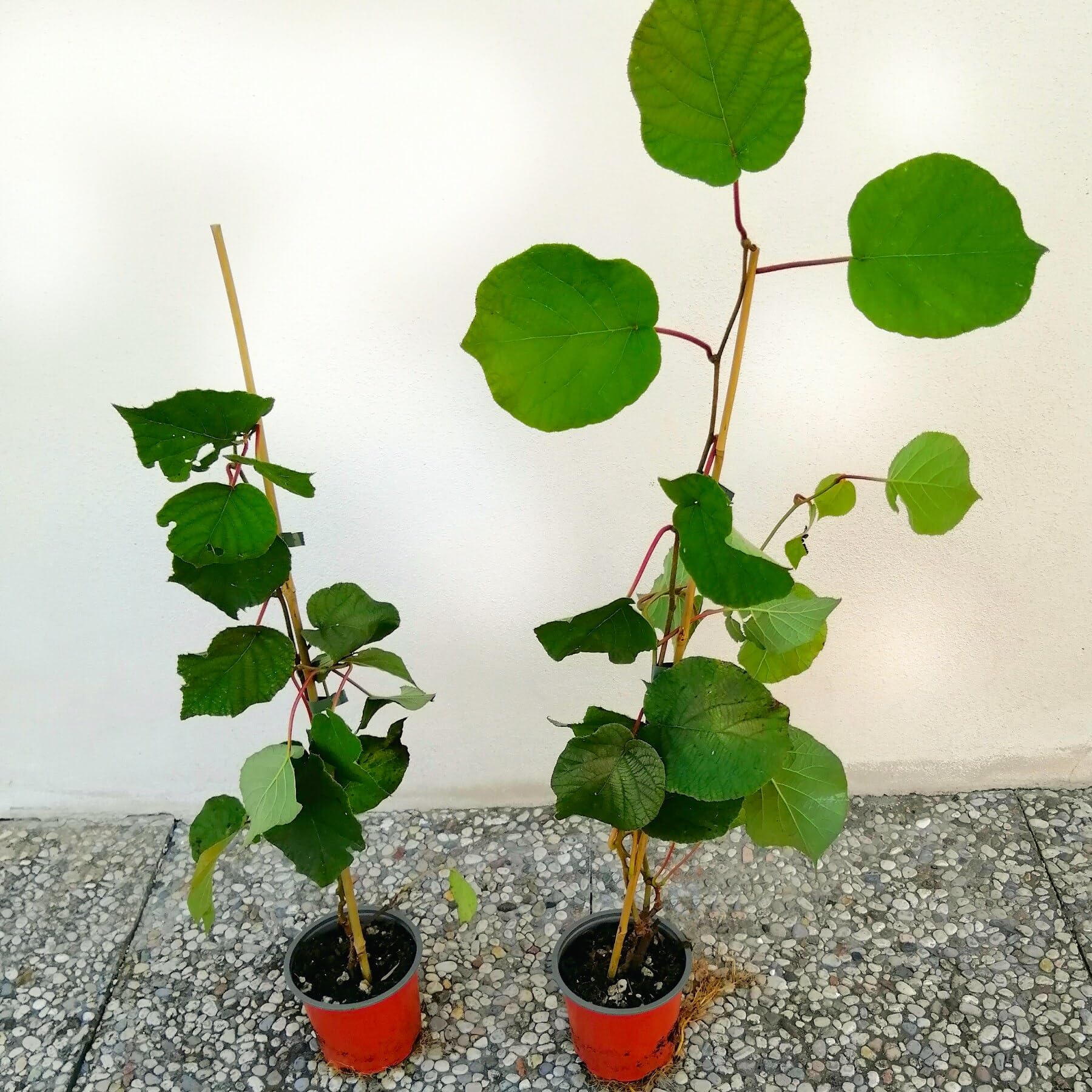 Kiwi, 4 piante alte 40/60 cm, vaso 13, Actinidia Deliciosa