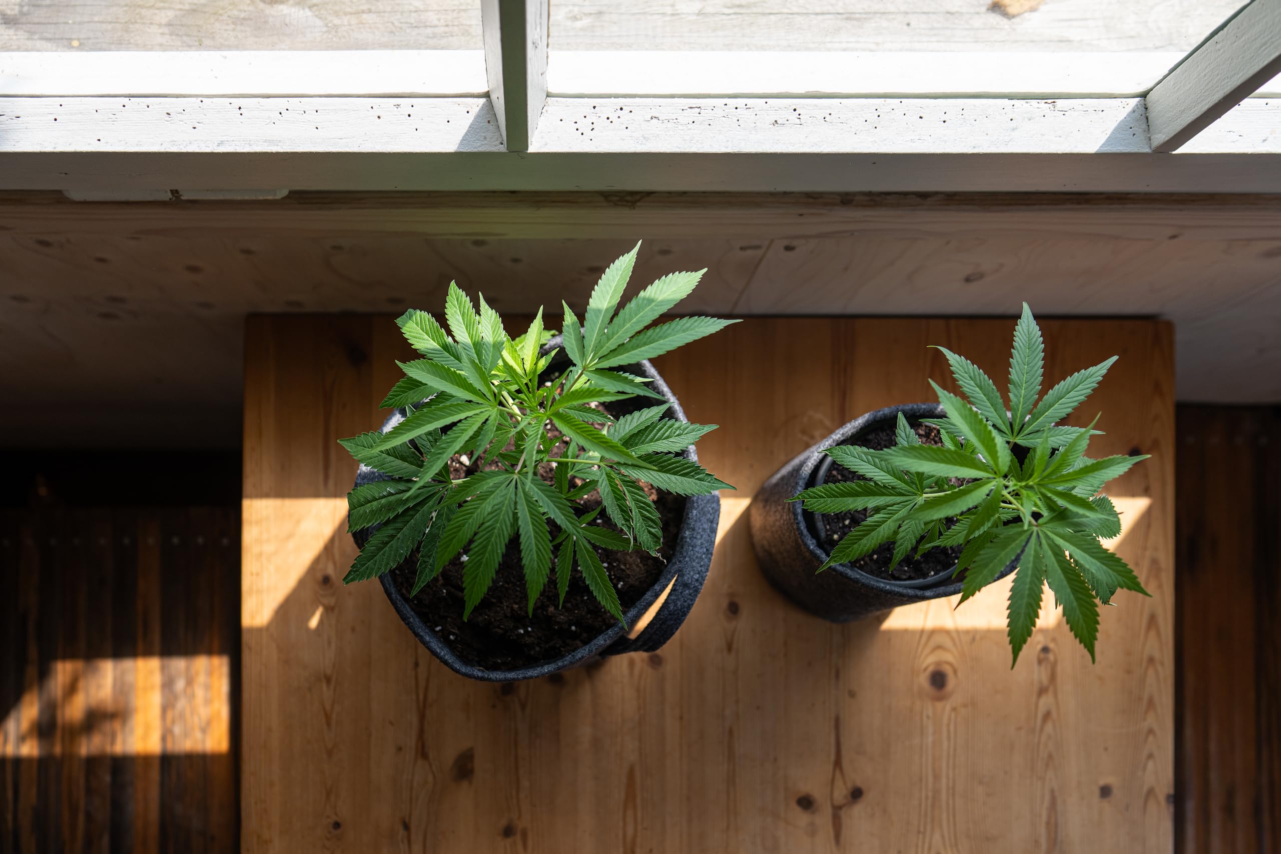 dnger brennesseljauche verboten Brennesseljauche - Brennesselsud - 3 x 1 Liter - Universaldnger