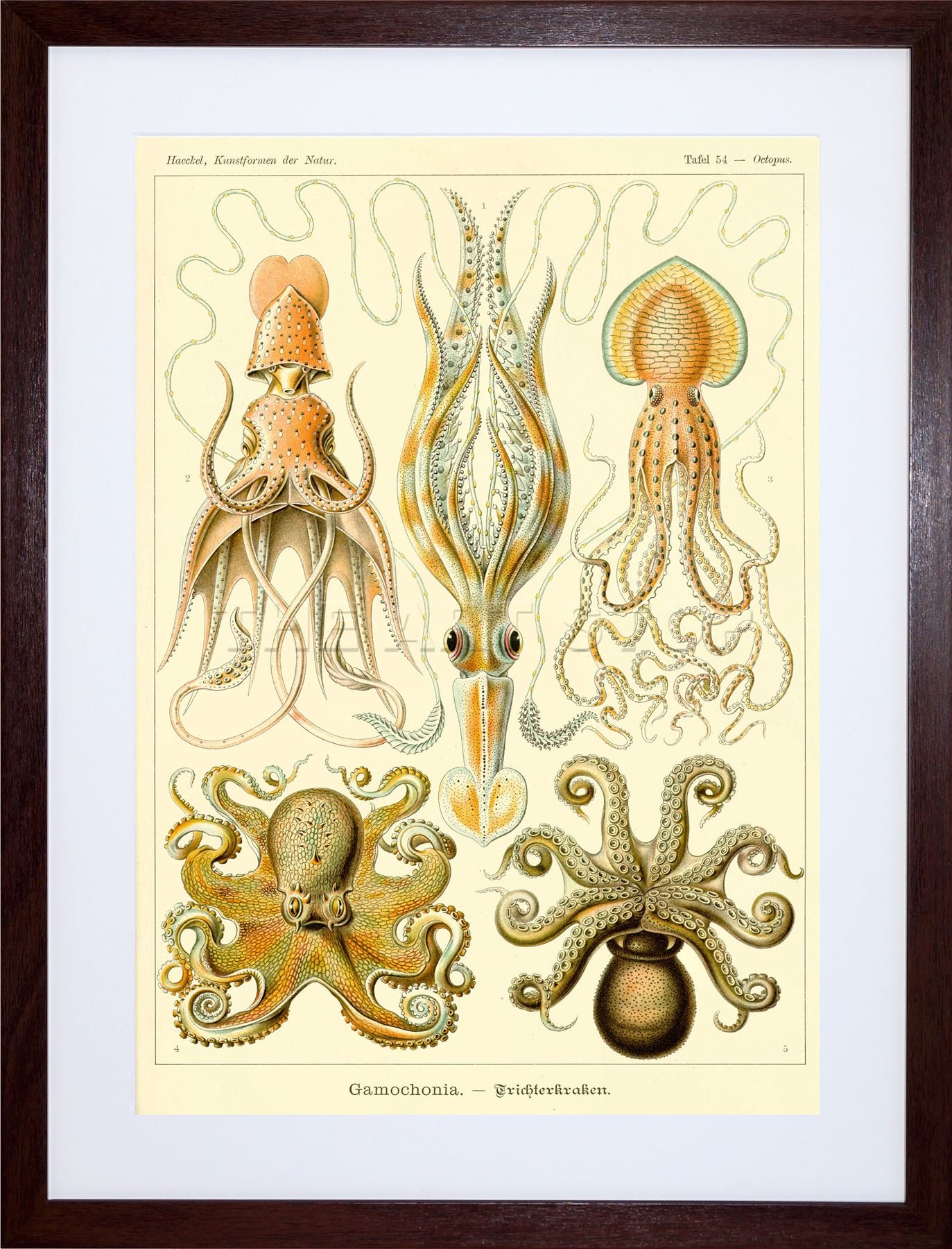 Wee Blue Coo Nature Ernst Haeckel Octopus Biology Germany Picture Framed Wall Art Print