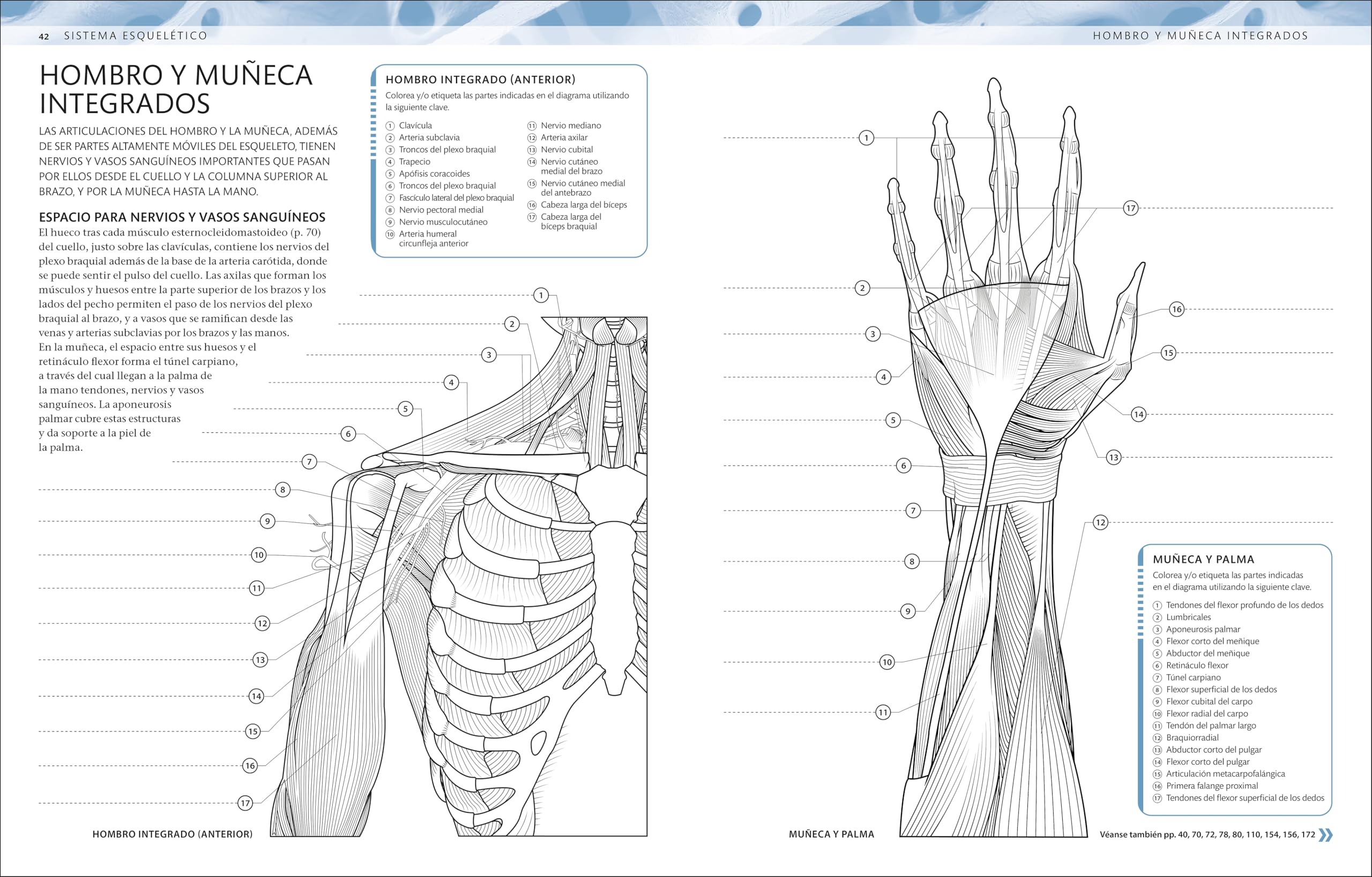 Atlas de anatomía para colorear: Guía de estudio