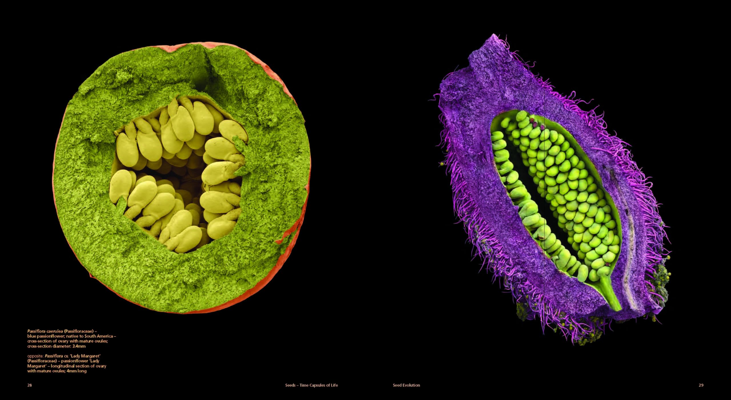 Seeds : Time Capsules of Life