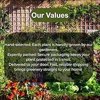 Vista 8 de Planta de cactus de Navidad roja exótica viva Planta decorativa de interior de 4 a 6 pulgadas de alto para el hogar y la oficina Plantas