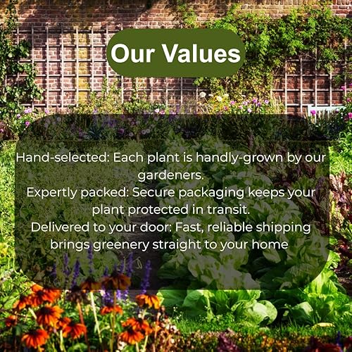 Miniatura 7 de Paquete de 20 plantas vivas pequeñas exóticas Lithops vivas  Perfecto para principiantes Lithops, gran adición de terrario  raíz desnuda sin tierra