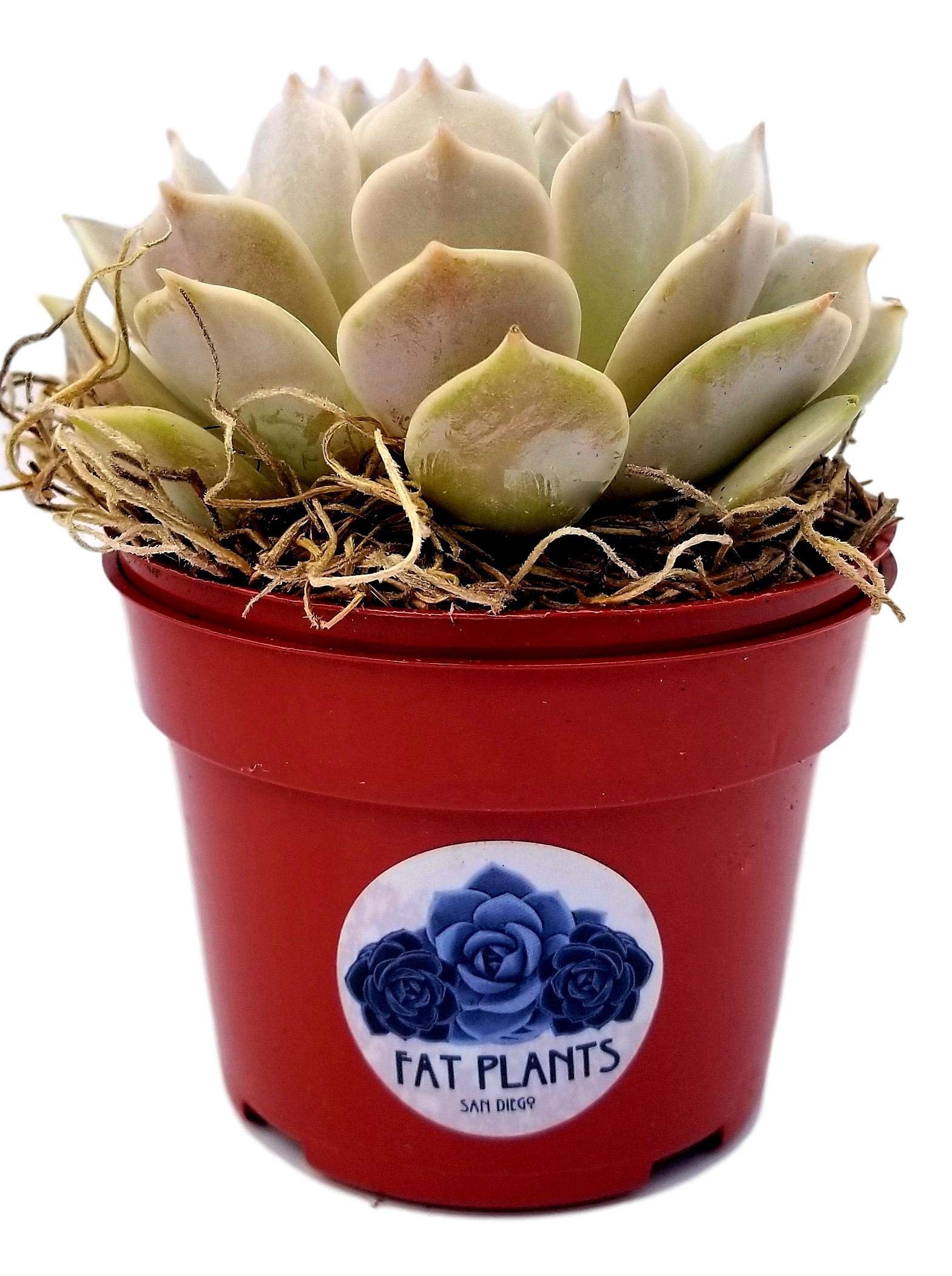 Fat Plants Echeveria Lola