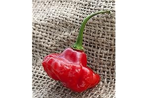 Aji Dulce 2 Venezuelan National Pepper Premium Seed Packet + More