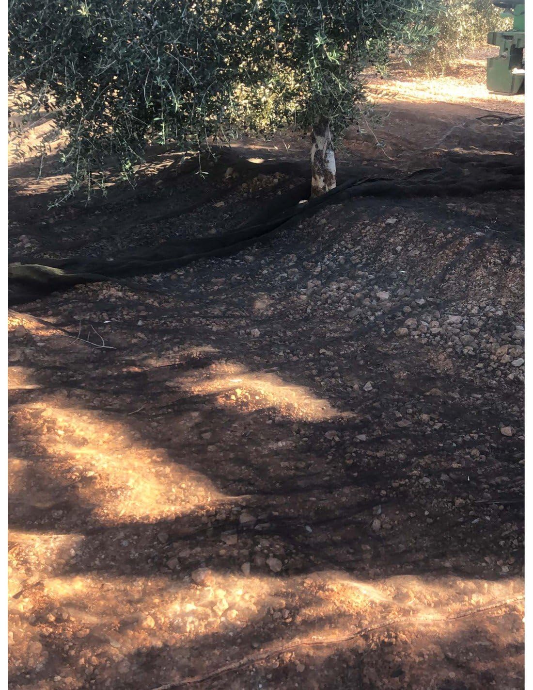 Jardin202 - Manto para Recolección de Frutos | Manto de Aceituna Resistente y Flexible | Telones de Aceitunas, Almendras y Frutales | 8 x 14 m (112 m2) -