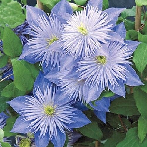50 Semillas de Clemátide Azul Claro Floración Escalada Flores Perennes Semillas Semillas Flor Vid Escalada Perenne disponible en Yaxa Mexico